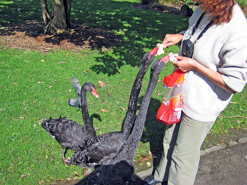 Небюджетная Океания: акулы, киты и ... большие кошки