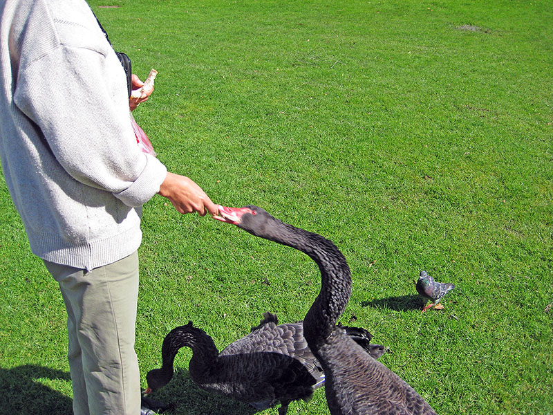 Небюджетная Океания: акулы, киты и ... большие кошки