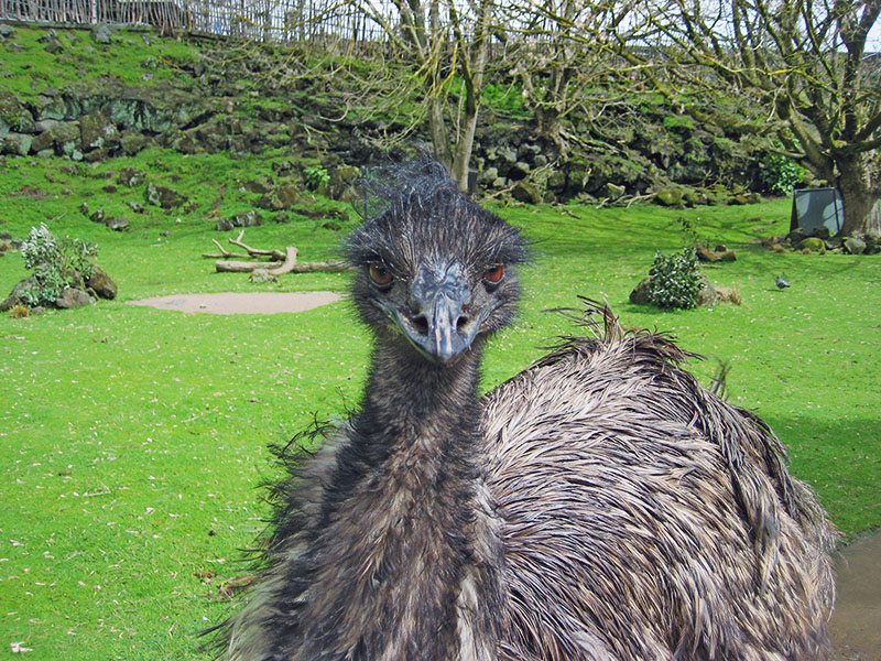 Небюджетная Океания: акулы, киты и ... большие кошки