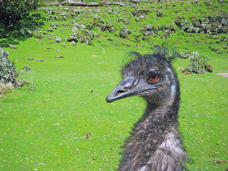 Небюджетная Океания: акулы, киты и ... большие кошки