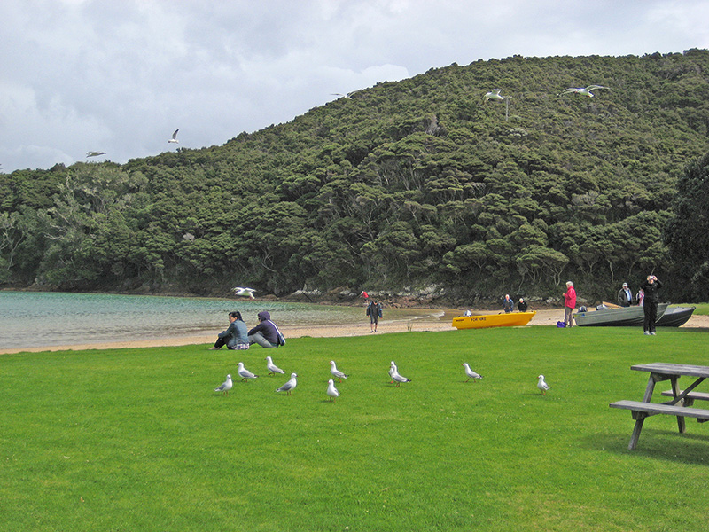 Небюджетная Океания: акулы, киты и ... большие кошки