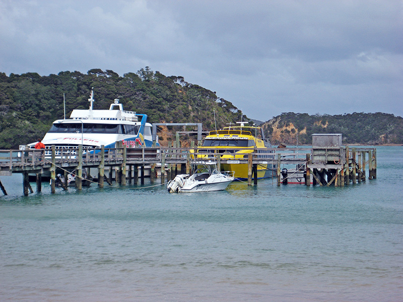 Небюджетная Океания: акулы, киты и ... большие кошки