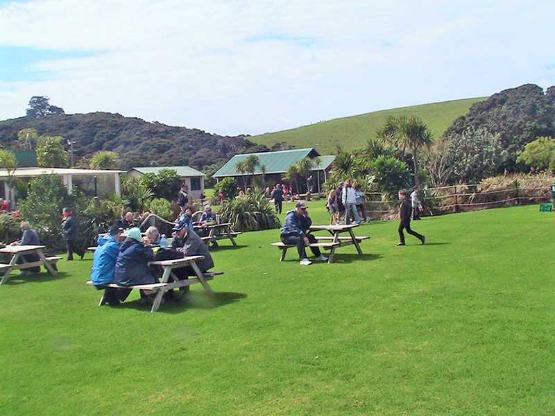 Небюджетная Океания: акулы, киты и ... большие кошки