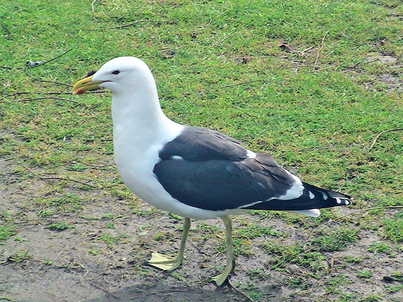 Небюджетная Океания: акулы, киты и ... большие кошки
