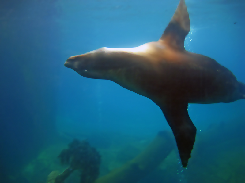 Небюджетная Океания: акулы, киты и ... большие кошки