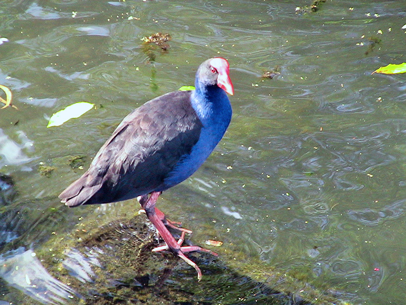 Небюджетная Океания: акулы, киты и ... большие кошки