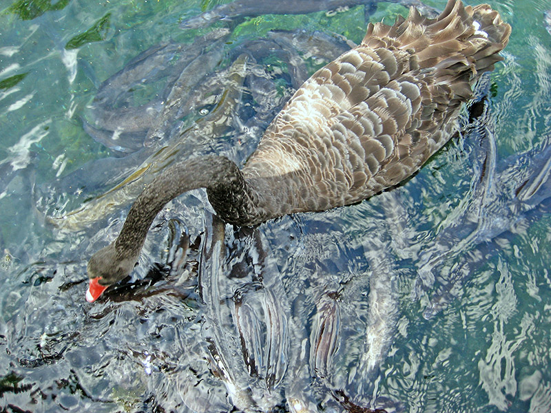 Небюджетная Океания: акулы, киты и ... большие кошки