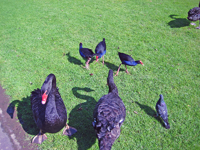 Небюджетная Океания: акулы, киты и ... большие кошки