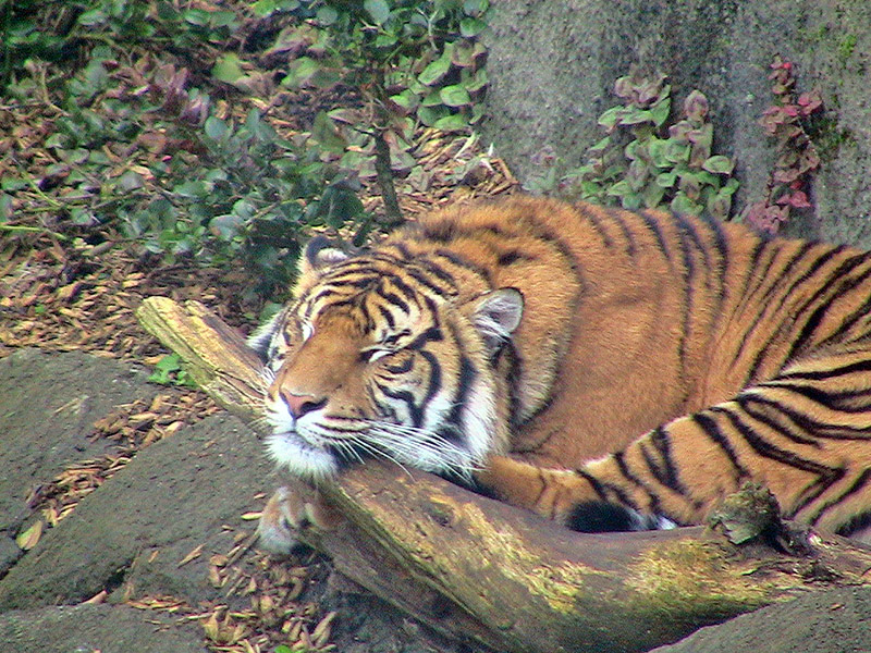 Небюджетная Океания: акулы, киты и ... большие кошки