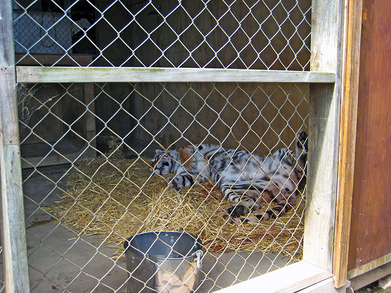 Небюджетная Океания: акулы, киты и ... большие кошки