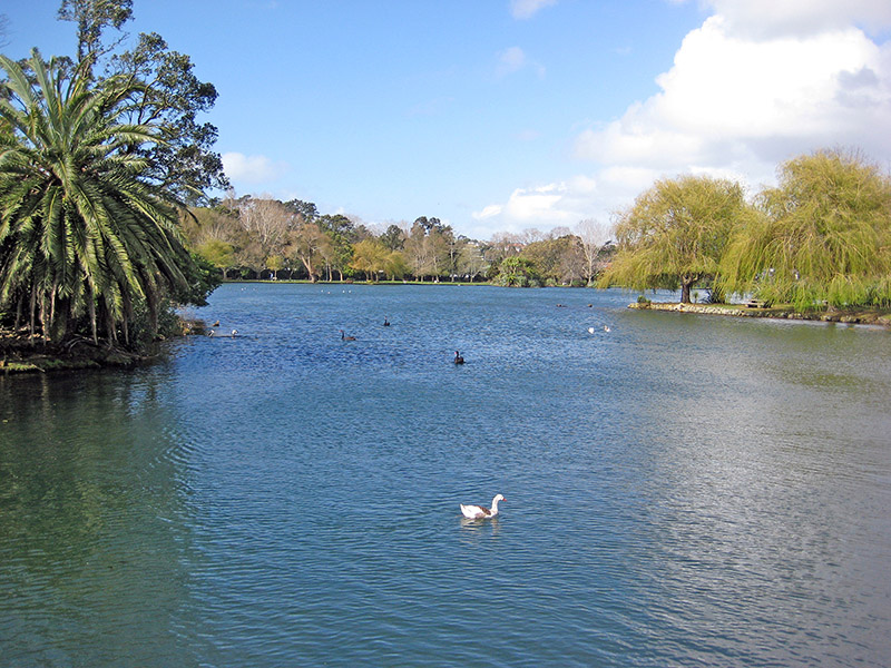 Небюджетная Океания: акулы, киты и ... большие кошки