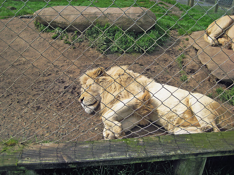 Небюджетная Океания: акулы, киты и ... большие кошки