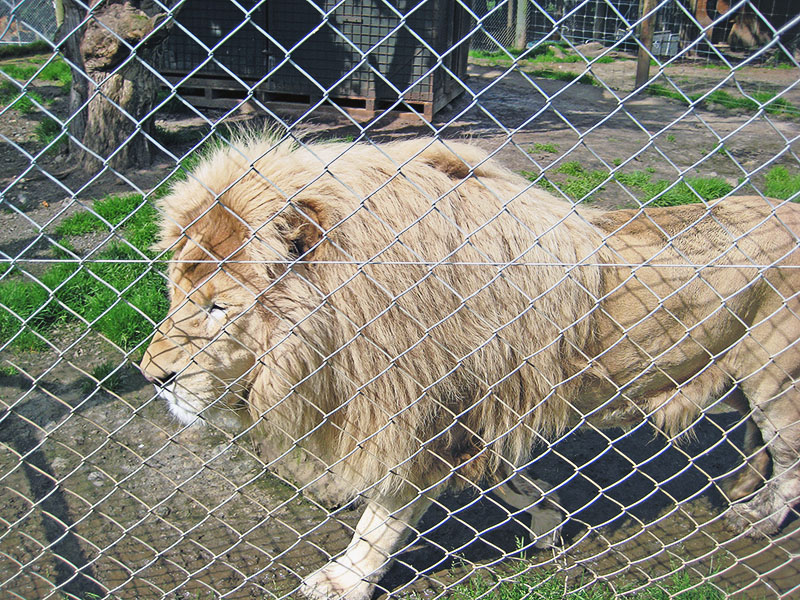 Небюджетная Океания: акулы, киты и ... большие кошки