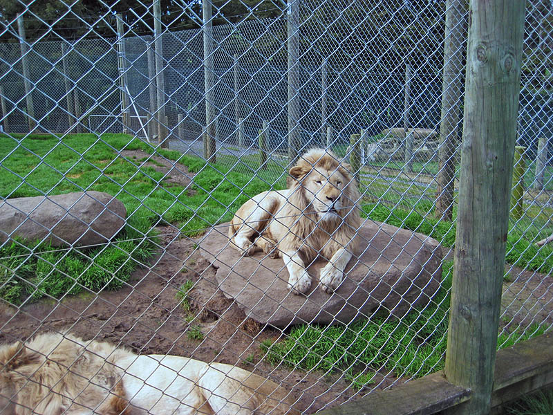 Небюджетная Океания: акулы, киты и ... большие кошки