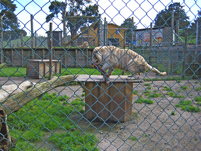 Небюджетная Океания: акулы, киты и ... большие кошки