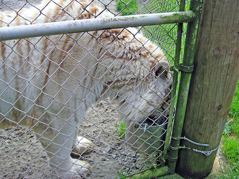 Небюджетная Океания: акулы, киты и ... большие кошки