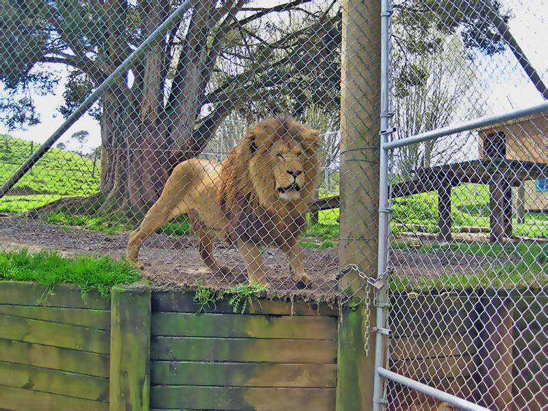 Небюджетная Океания: акулы, киты и ... большие кошки
