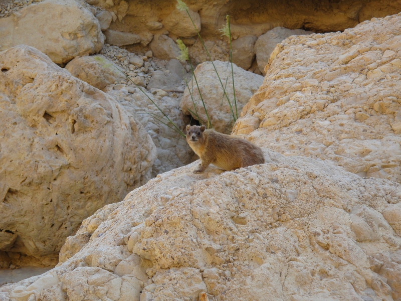 Израиль и Иордания. Картинки и немного инфо.