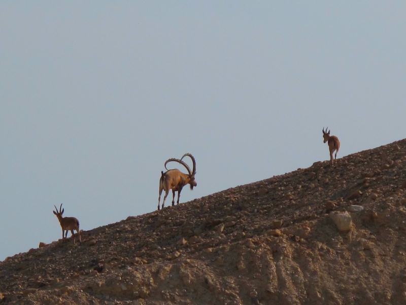 Израиль и Иордания. Картинки и немного инфо.