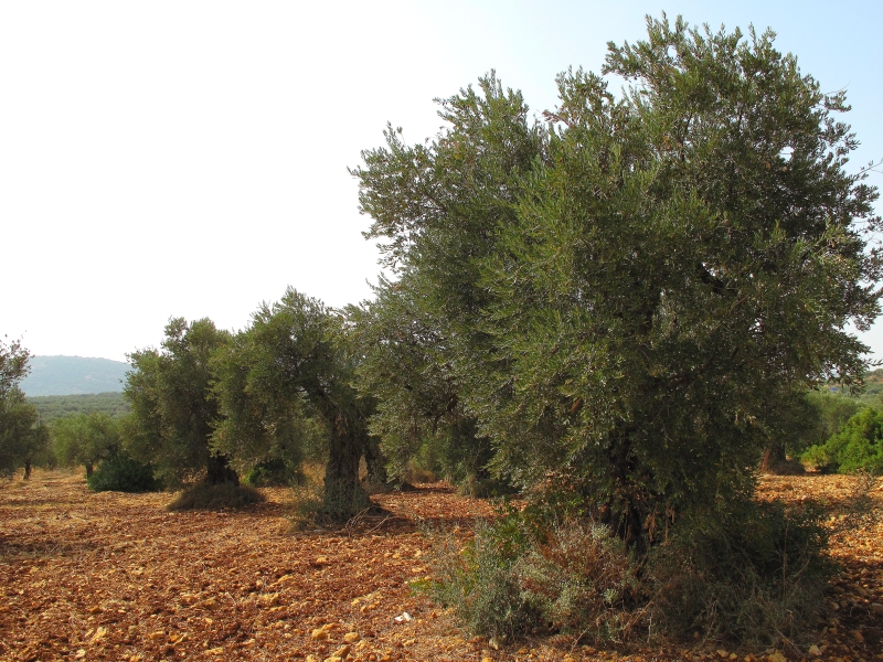 Израиль и Иордания. Картинки и немного инфо.