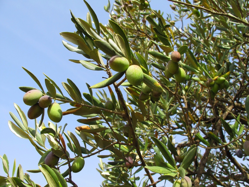 Израиль и Иордания. Картинки и немного инфо.