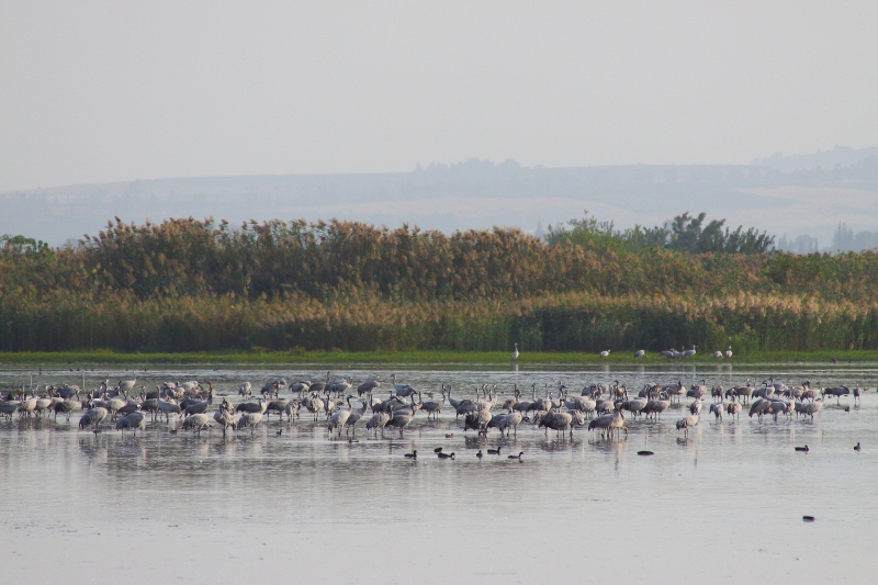 Израиль и Иордания. Картинки и немного инфо.