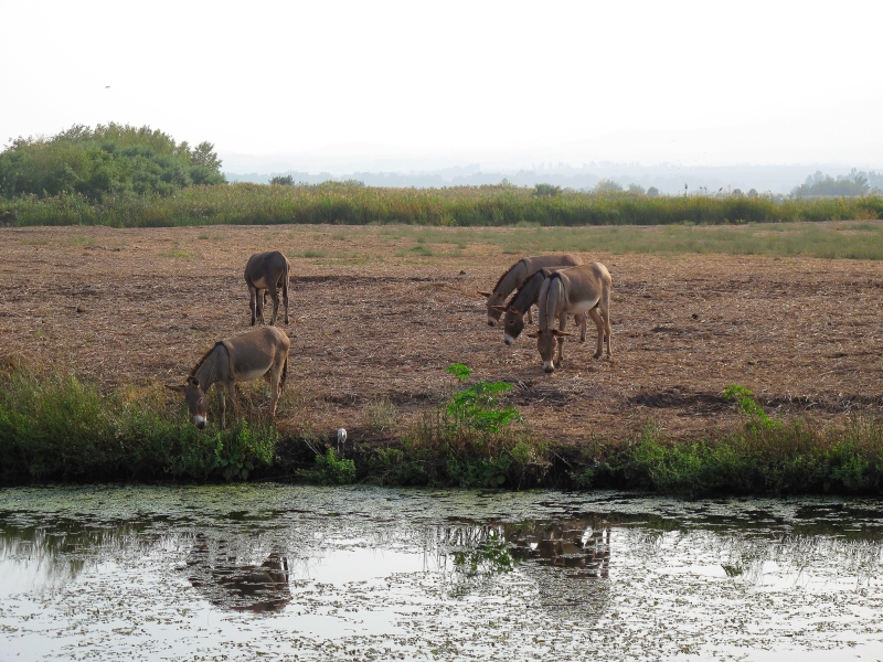 Израиль и Иордания. Картинки и немного инфо.