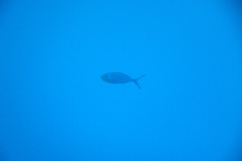 Израиль и Иордания. Картинки и немного инфо.