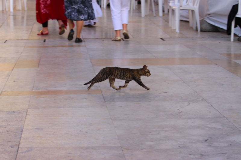 Израиль и Иордания. Картинки и немного инфо.