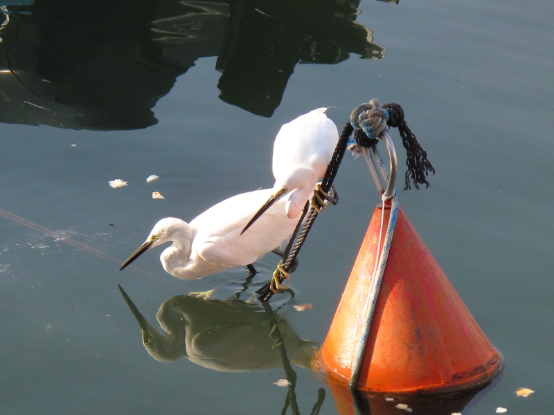 Израиль и Иордания. Картинки и немного инфо.