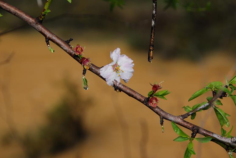 Встречаем весну в Израиле