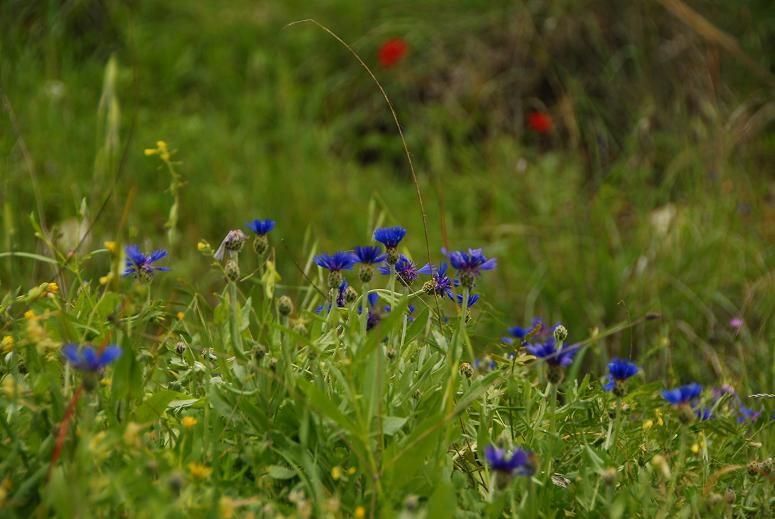 Встречаем весну в Израиле