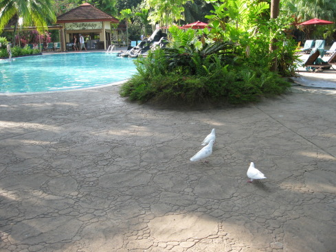 +Малайзия к 4м поездкам в Тай(размышления и"семейные"  фото)
