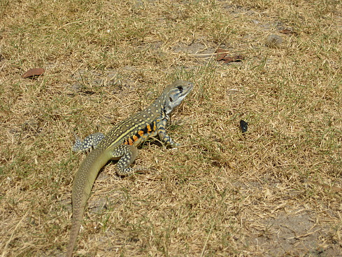 +Малайзия к 4м поездкам в Тай(размышления и"семейные"  фото)