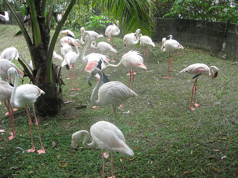 +Малайзия к 4м поездкам в Тай(размышления и"семейные"  фото)