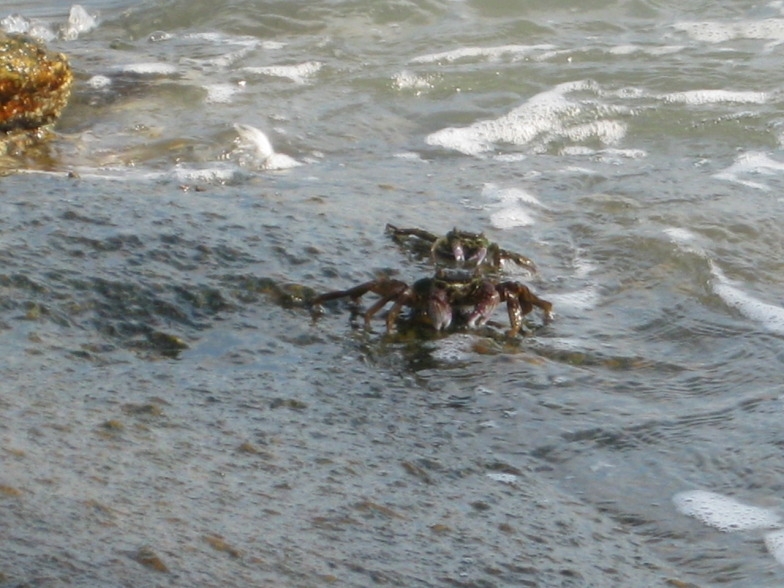+Малайзия к 4м поездкам в Тай(размышления и"семейные"  фото)