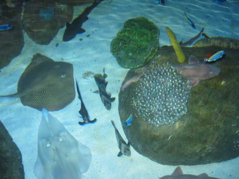 +Малайзия к 4м поездкам в Тай(размышления и"семейные"  фото)