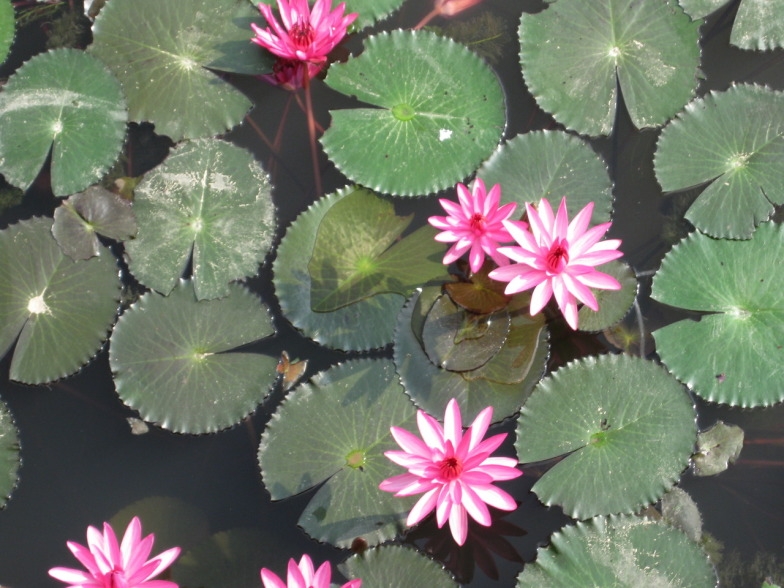 +Малайзия к 4м поездкам в Тай(размышления и"семейные"  фото)