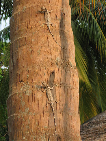 +Малайзия к 4м поездкам в Тай(размышления и"семейные"  фото)