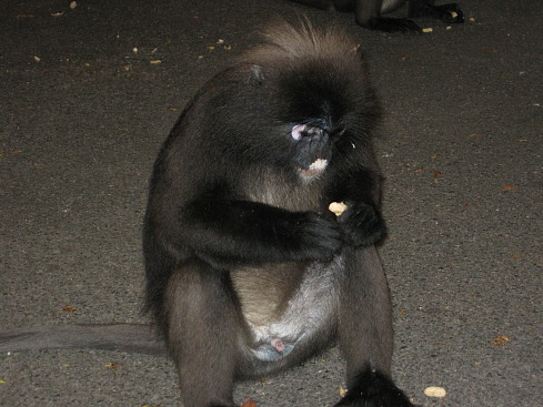 +Малайзия к 4м поездкам в Тай(размышления и"семейные"  фото)