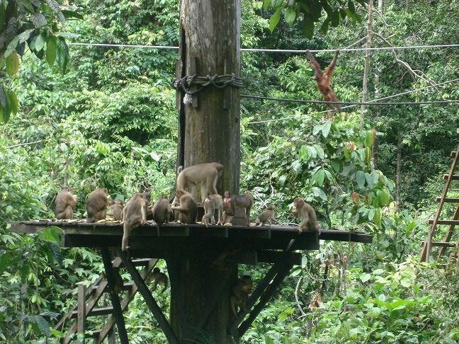 Остров Борнео. Удивительный мир дикой природы. 67 фото