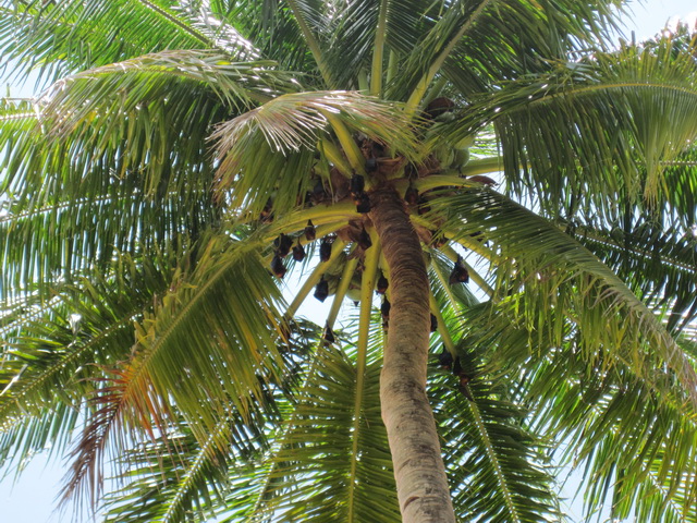 Тиоман(Berjaya Tioman Resort), вспоминая Фукуок Тиоман(Berjaya Tioman Resort), вспоминая Фукуок