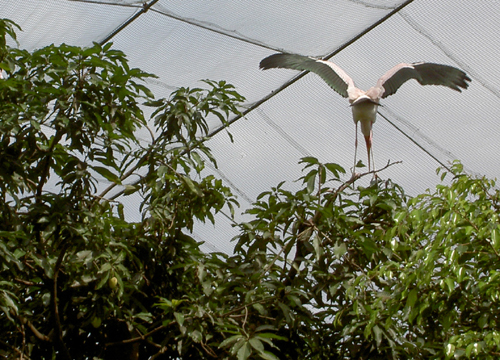 Бангкок – Камбоджа – Куала-Лумпур – Пукет (декабрь 2007)
