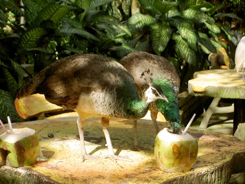 Бангкок – Камбоджа – Куала-Лумпур – Пукет (декабрь 2007)