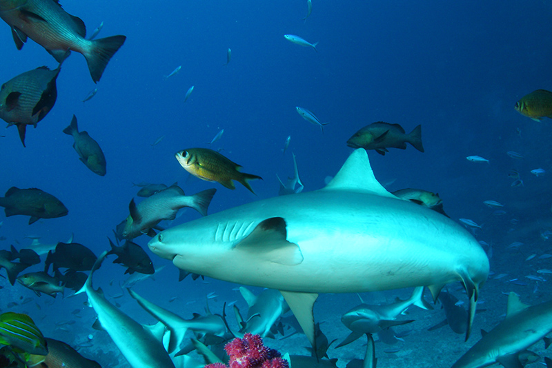 Небюджетная Океания: акулы, киты и ... большие кошки