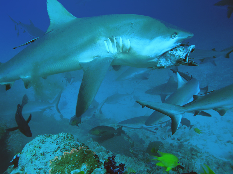 Небюджетная Океания: акулы, киты и ... большие кошки