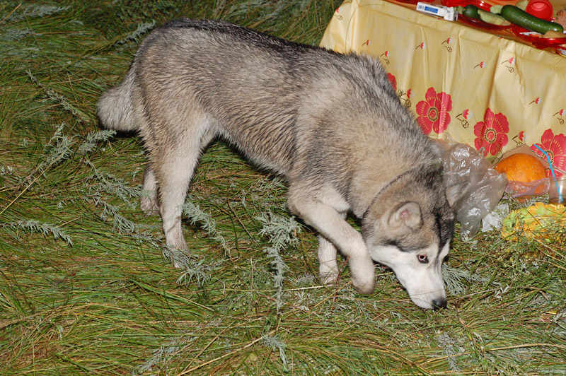 Новосибирск - 11 июля "Сибирские Гавайи"