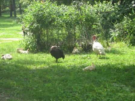 Санкт-Петербург, 25 июня 2011. Летняя встреча!