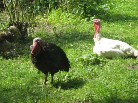 Санкт-Петербург, 25 июня 2011. Летняя встреча!