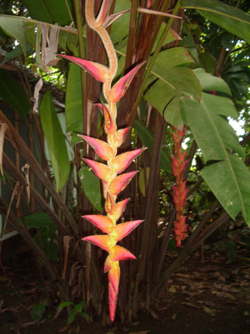 За яркими Красками (Коста-Рика, Куба июнь 2008)